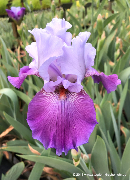 Iris barbata-elatior 'Carl and Sissy'