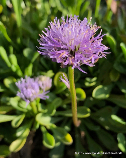Globularia cordifolia