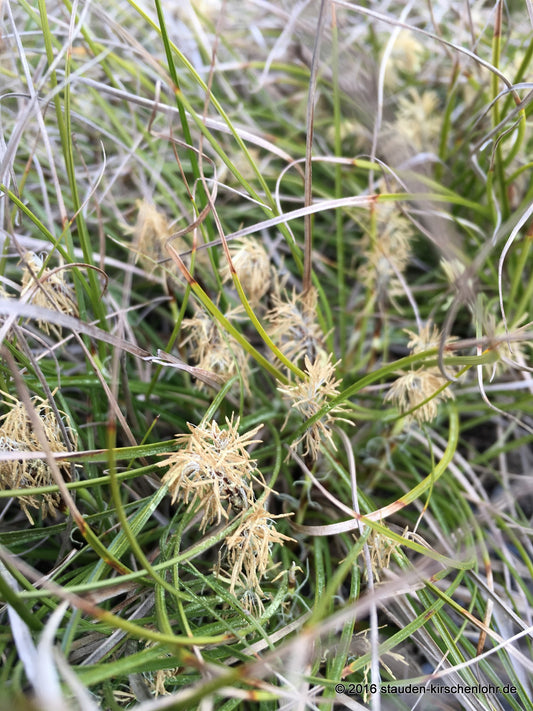 Carex humilis 'Hexe'