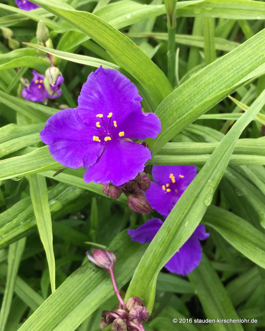Tradescantia x andersoniana 'Zwanenburg Blue'