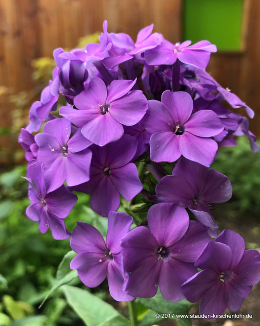 Phlox paniculata 'Blaue Urgewalt