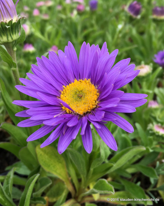 Aster alpinus 'Dunkle Schöne'