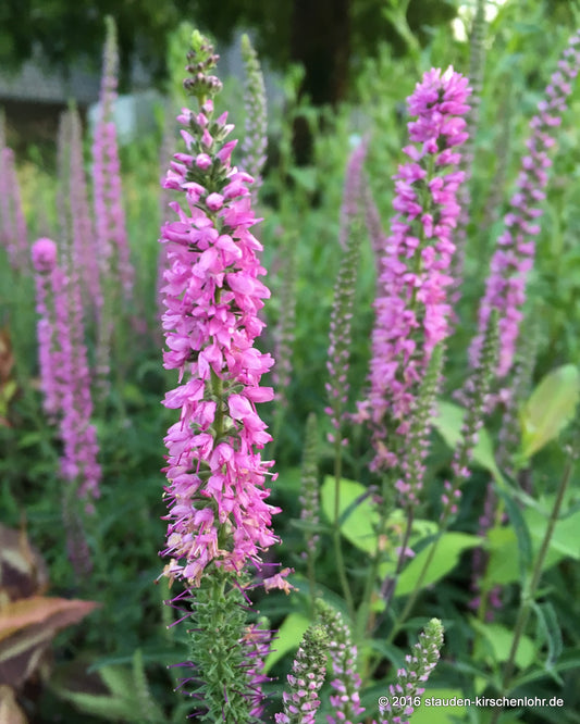 Veronica spicata 'Baccarole'