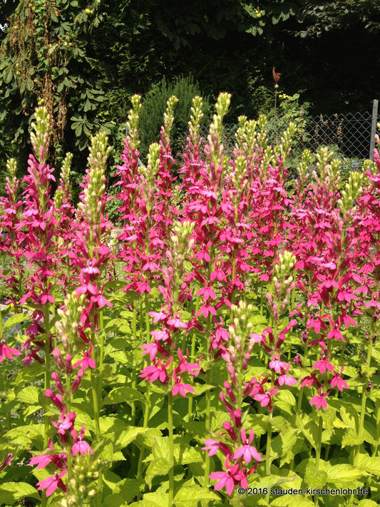 Lobelia x speciosa 'Monet Moment' ®
