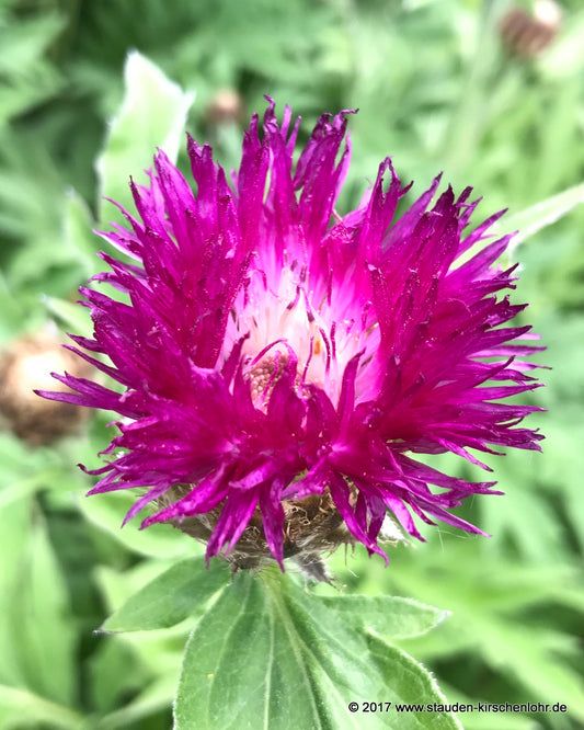 Centaurea dealbata 'Steenbergii'
