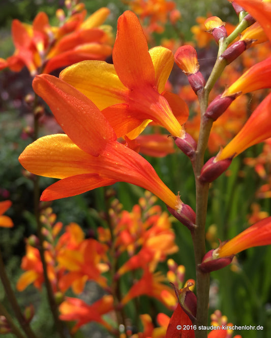 Crocosmia 'Orange Pekoe'