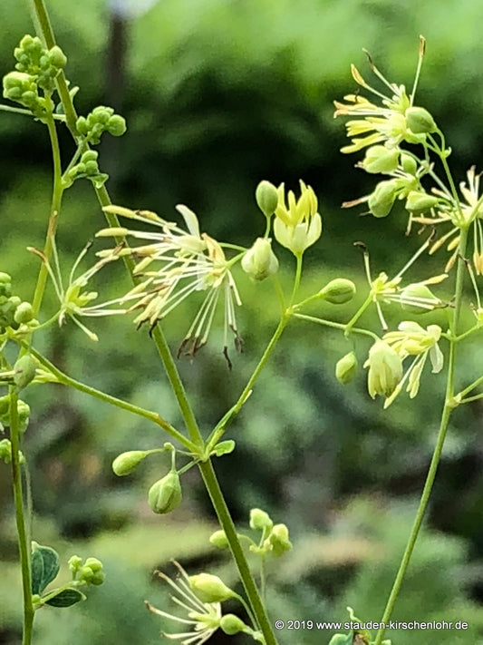 Thalictrum sp. Japon CB  NIS