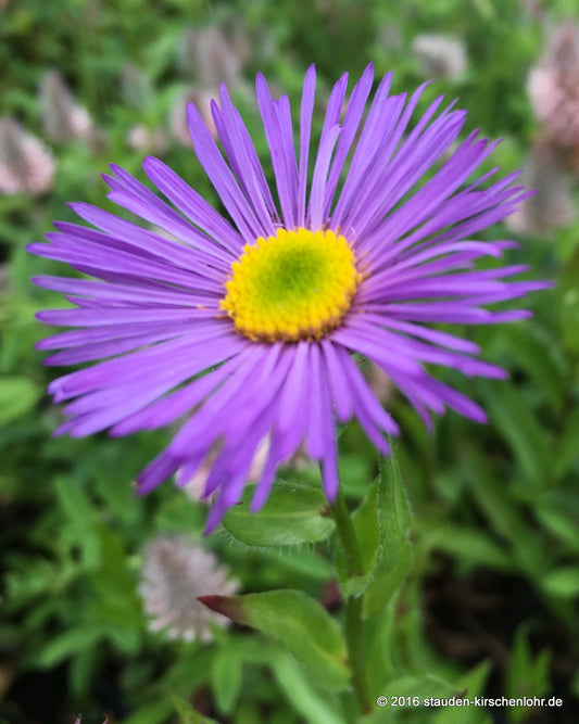 Erigeron 'Dunkelste Aller'