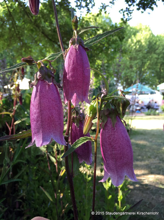 Campanula 'Beetroot'