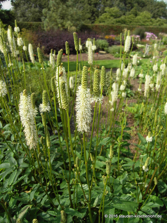 Sanguisorba canadensis