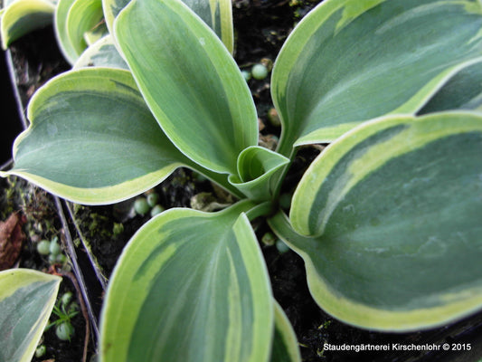 Hosta 'Frosted Mouse Ears' ®