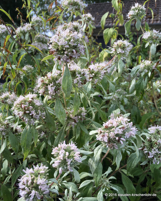 Pycnanthemum albescens