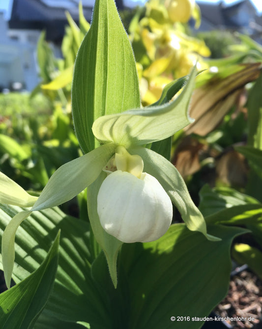 Cypripedium 'Birgit Pastell' NIS