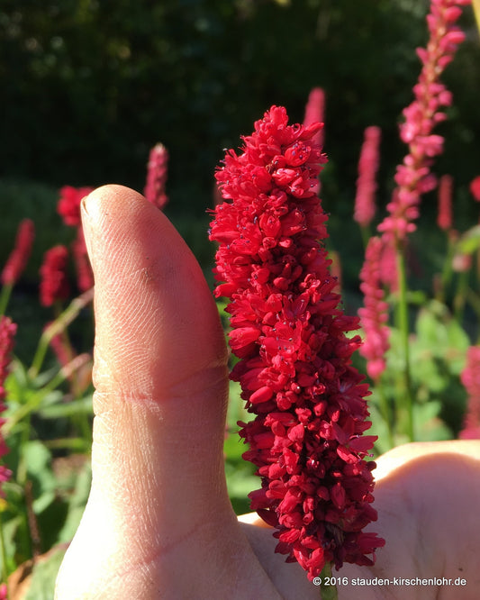 Bistorta amplexicaulis 'Black Adder‘