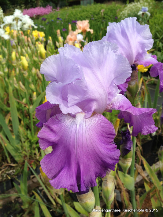 Iris barbata-elatior 'Cumulus'