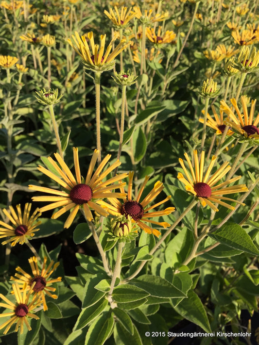 Rudbeckia subtomentosa 'Little Henry' ®