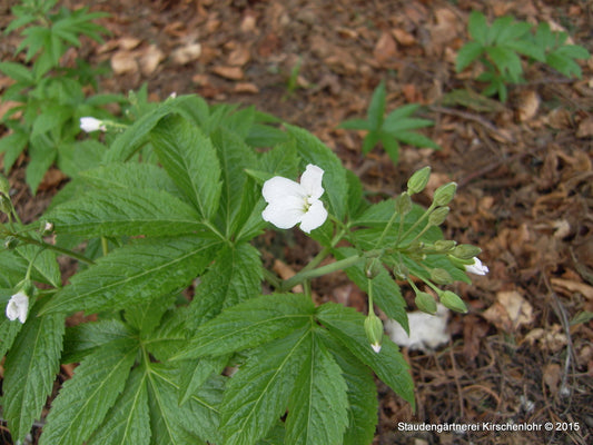 Cardamine enneaphyllos