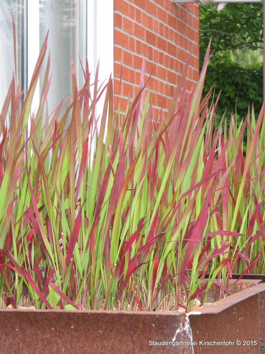 Imperata cylindrica var. koenigii 'Red Baron'