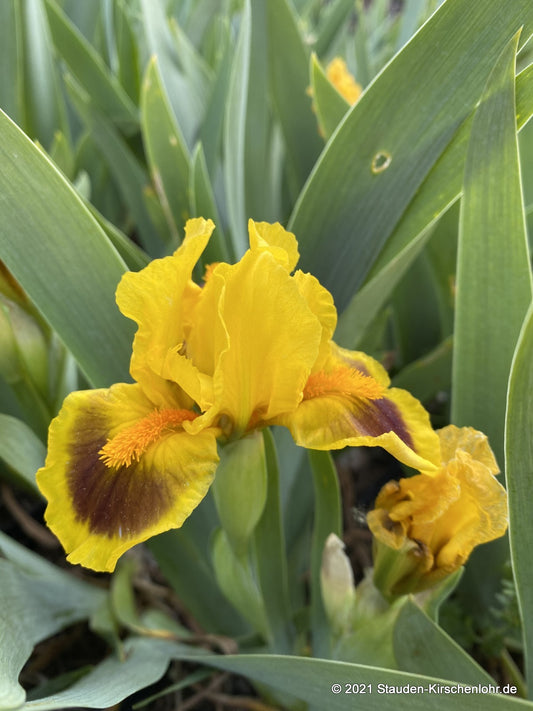 Iris barbata-nana 'Brilliant Bauble'