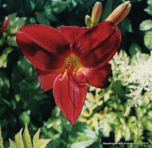 Hemerocallis 'Klaus Hadaschik'