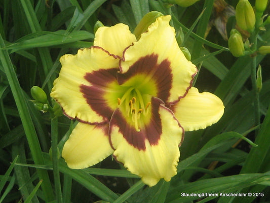 Hemerocallis 'El Desperado'