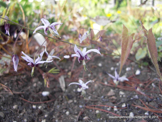 Epimedium fargesii 'Pink Constellation'