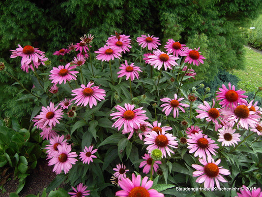 Echinacea purpurea 'Magnus'
