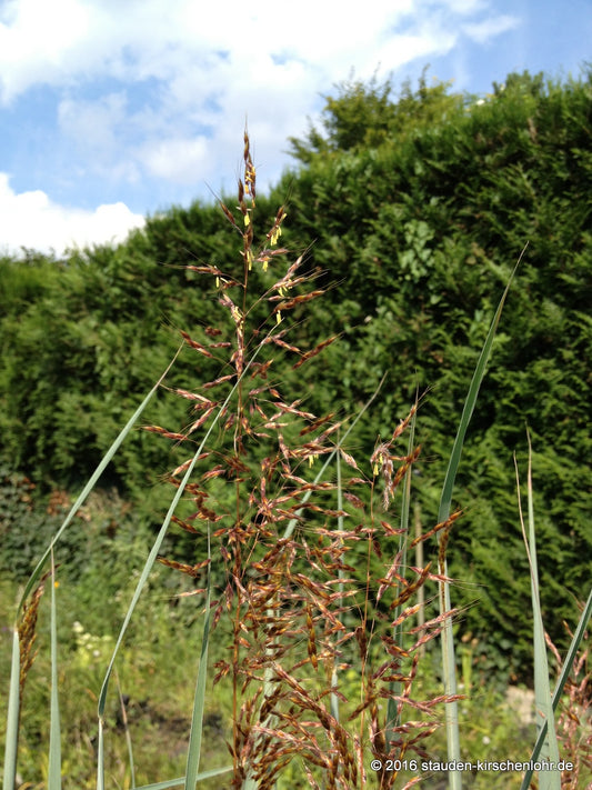 Sorghastrum nutans 'Sioux Blue'