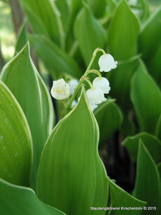 Convallaria majalis 'Silberconfolis'