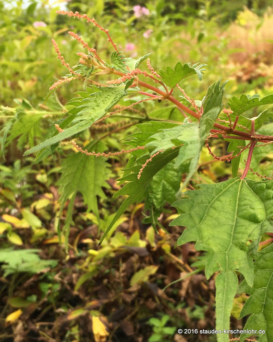 Boehmeria spicata PB13-506