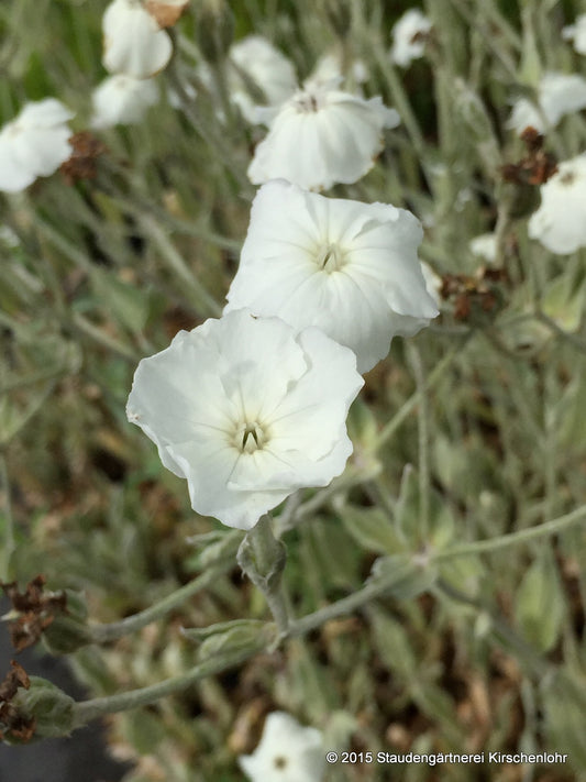 Silene coronaria 'Alba' (Lychnis)