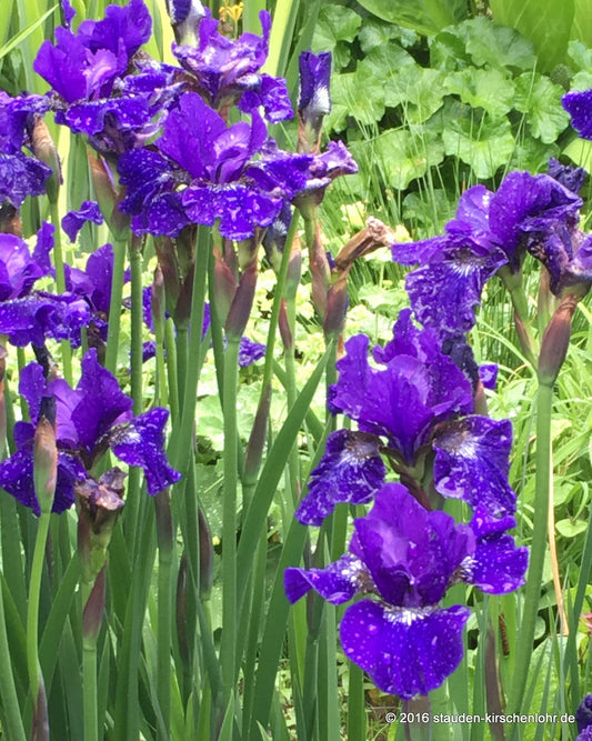 Iris sibirica 'Prussian Blue'