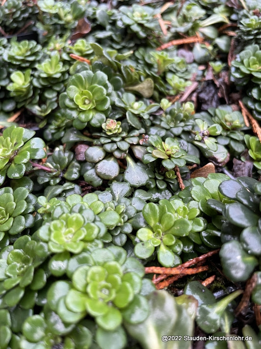 Saxifraga cuneifolia