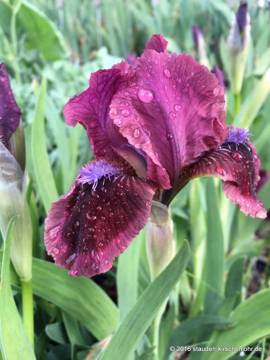 Iris barbata-nana 'Cat´s Eye'