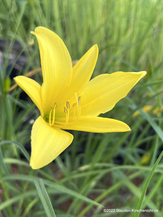Hemerocallis thunbergii