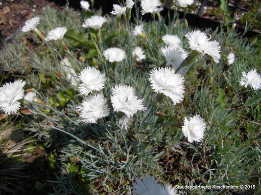 Dianthus gratianopolitanus 'Ohrid'