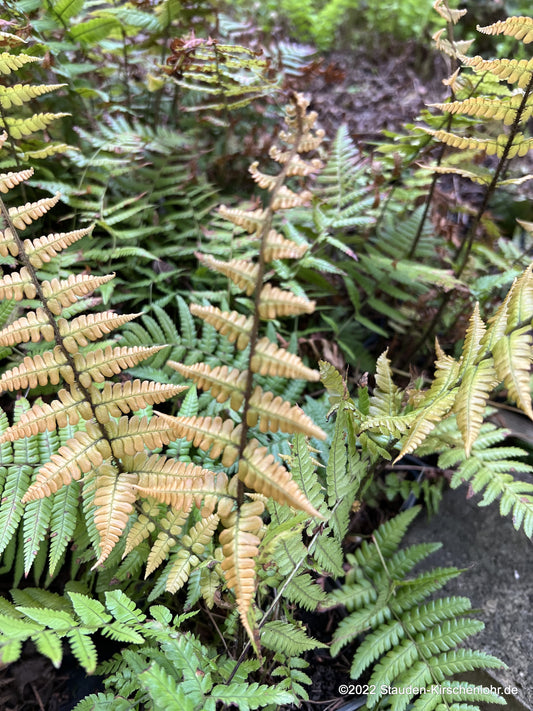 Dryopteris wallichiana 'Jurassic Gold'