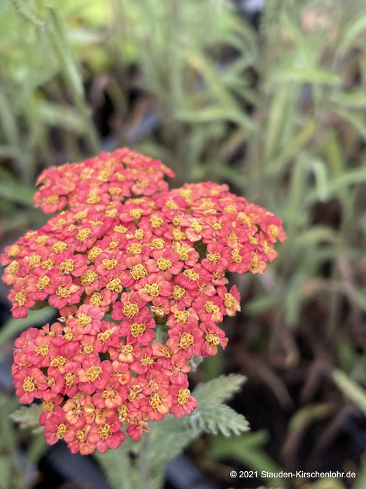 Achillea 'Walter Funcke'