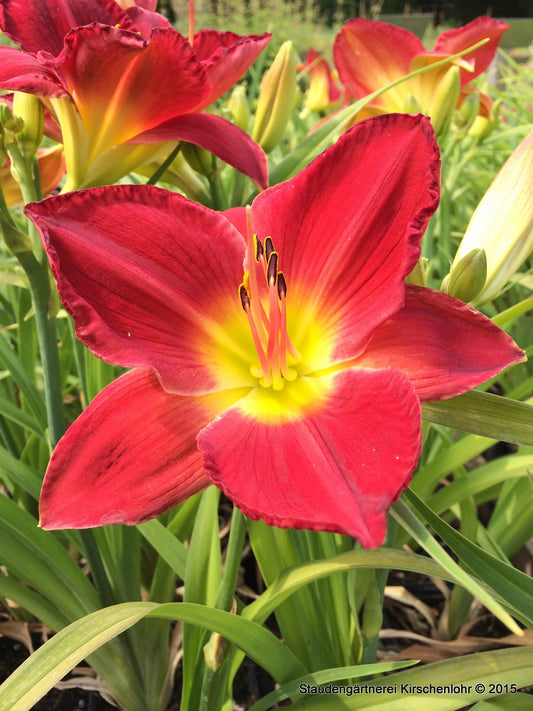 Hemerocallis 'Scarlet Orbit'