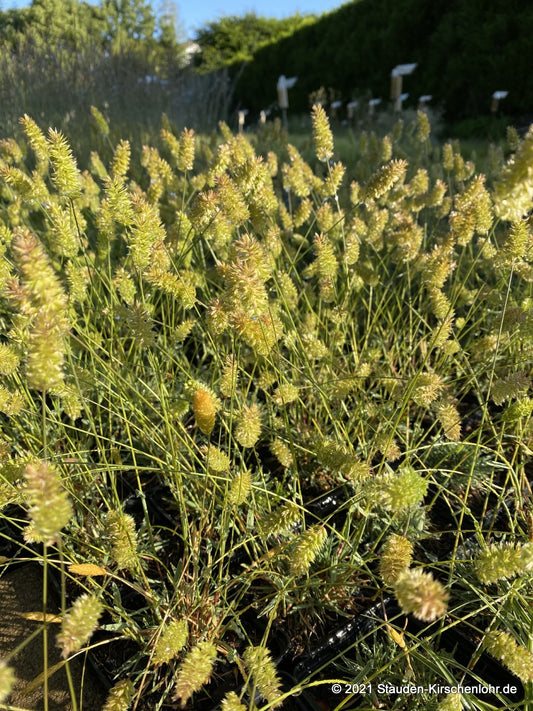 Koeleria glauca 'Lorsch'