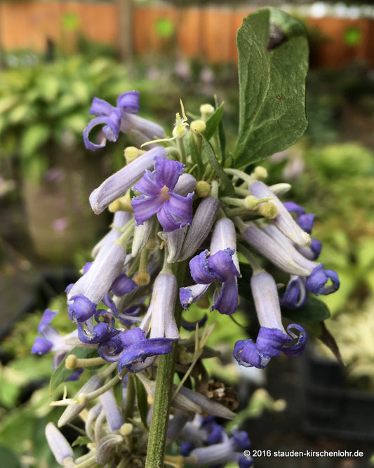 Clematis 'Crépuscule'