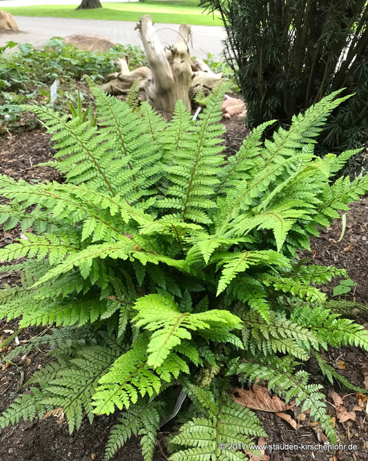 Polystichum makinoi