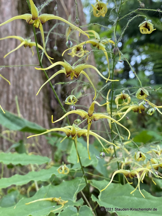 Epimedium 'The Giant' CC012063