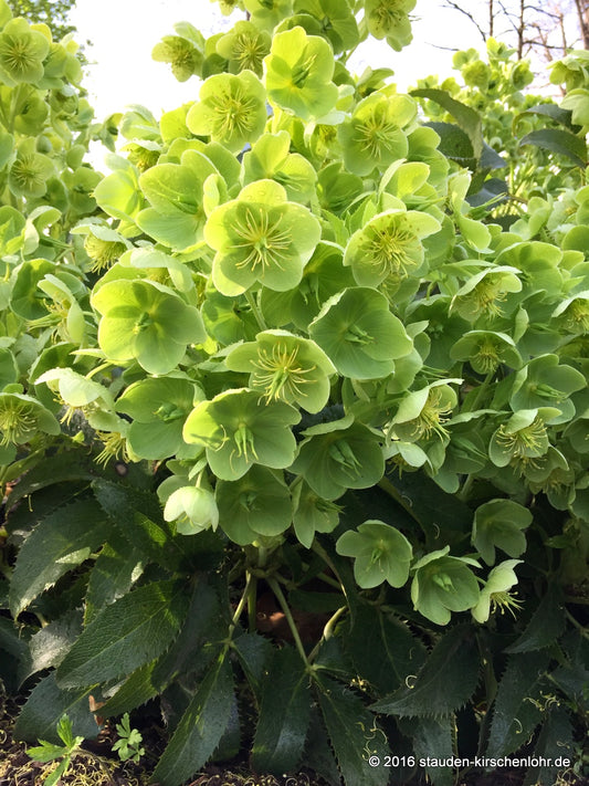 Helleborus argutifolius