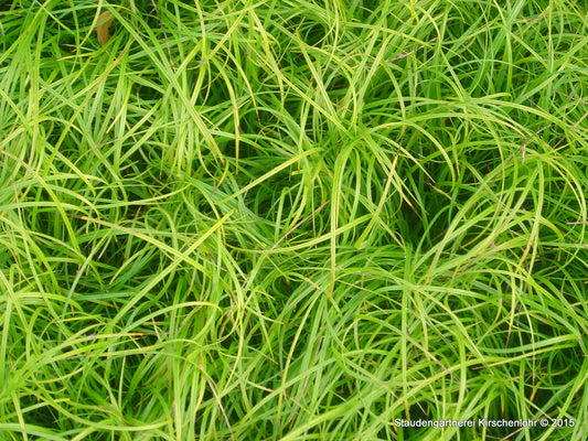 Carex umbrosa