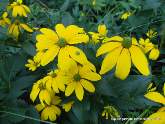Rudbeckia nitida 'Juligold'