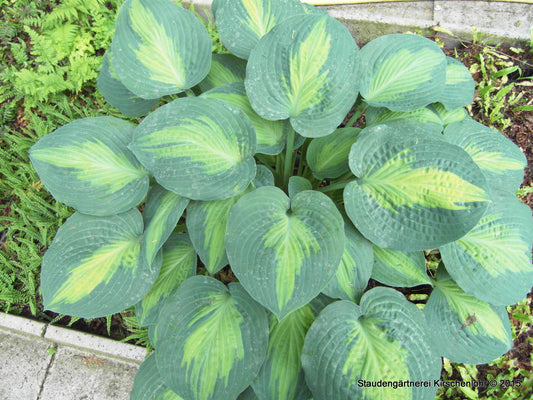 Hosta 'Paradise Glory' ®