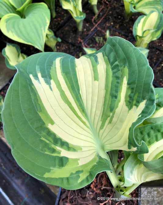 Hosta 'Golden Meadows' ®