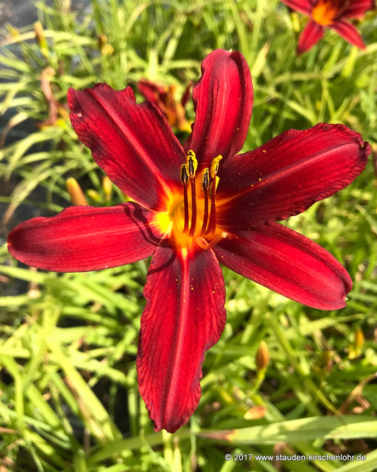 Hemerocallis 'Crimson Pirate'