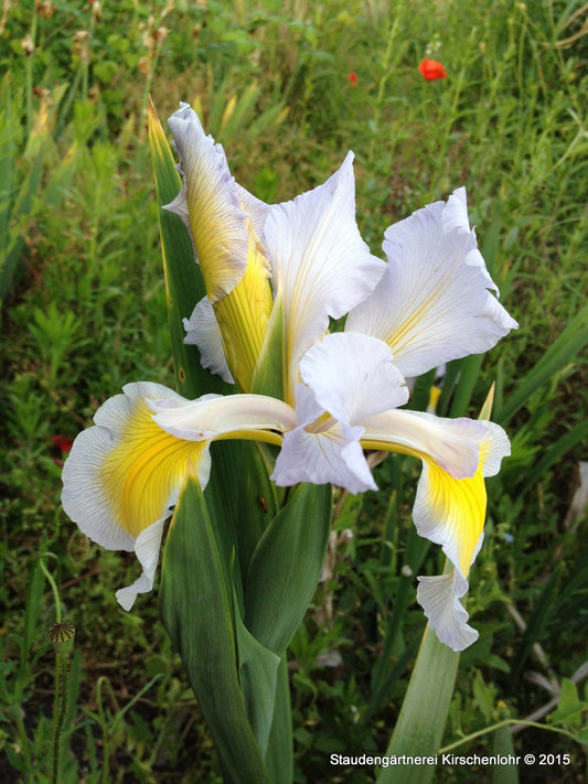 Iris spuria 'Minneopa'